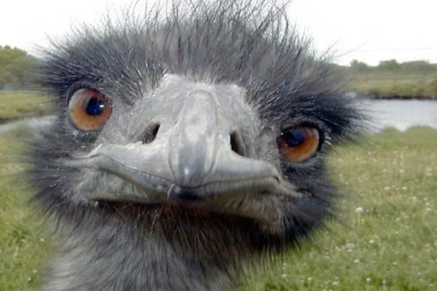 Struisvogel