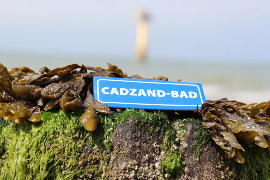 vakantie Cadzand boeken